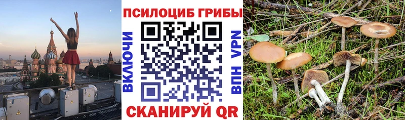 Галлюциногенные грибы Cubensis  Медногорск 